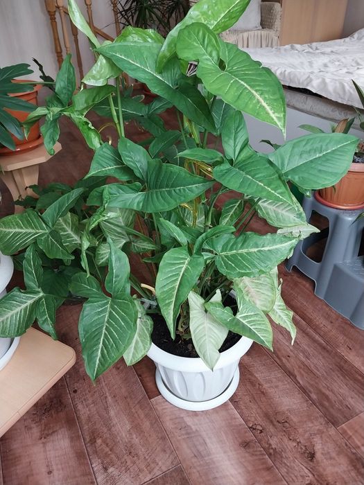 Сингониум в новом горшке.