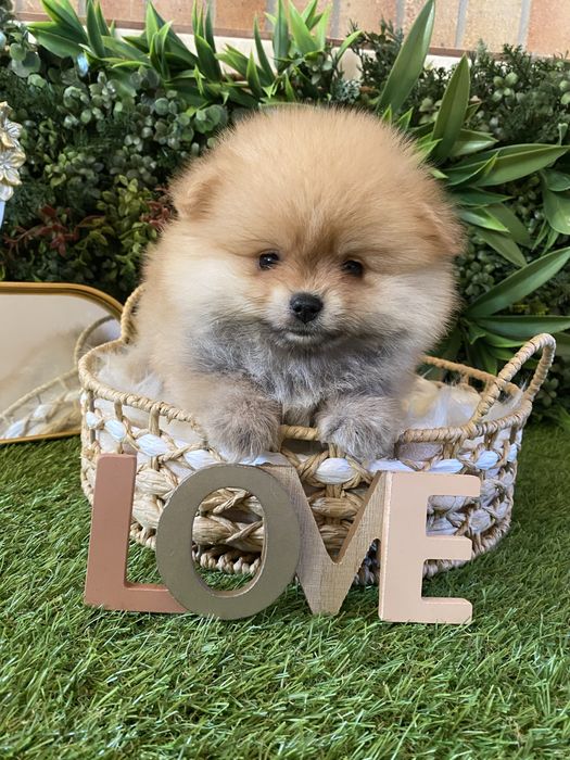 Pomeranian- 2 luni Carnet de sanatate