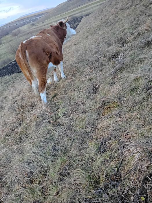 De vânzare junincă