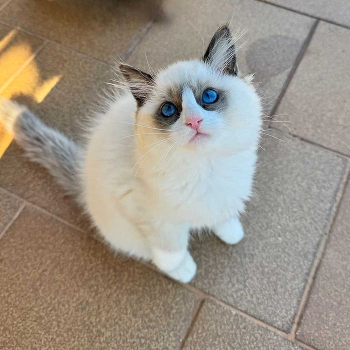 Рагдол котенца на 3 м. търсят своите нови семейства. Ragdoll kittens.