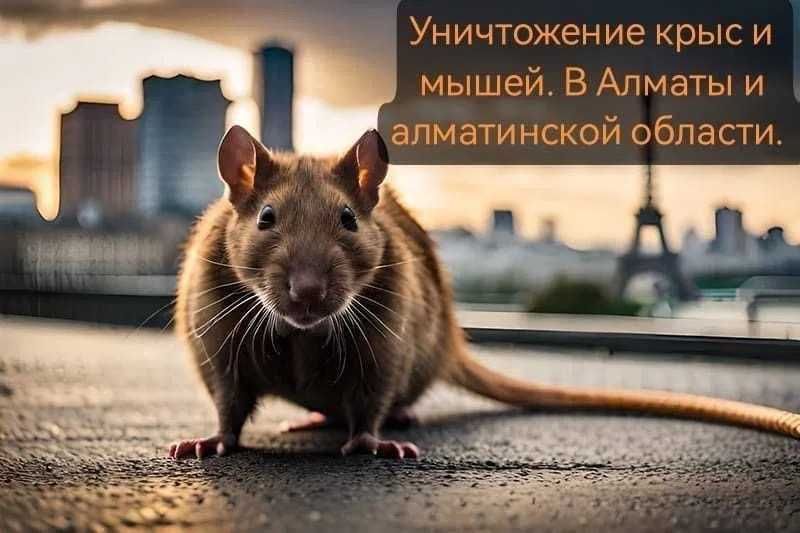 Дезинсекция мышей, крыс , таракан , блох , обработка сэс дезинфекция