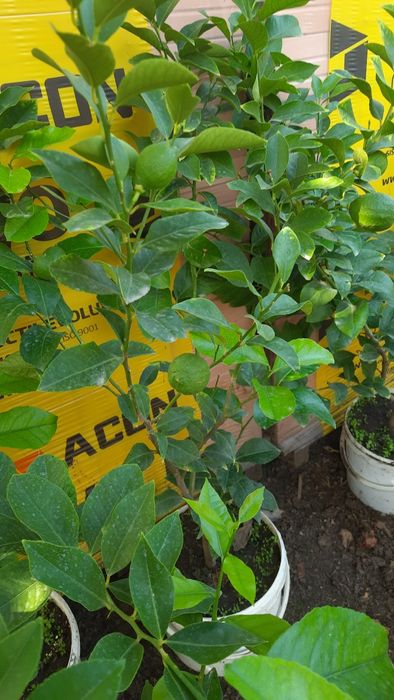 Vînd Lămîi cu Rod.