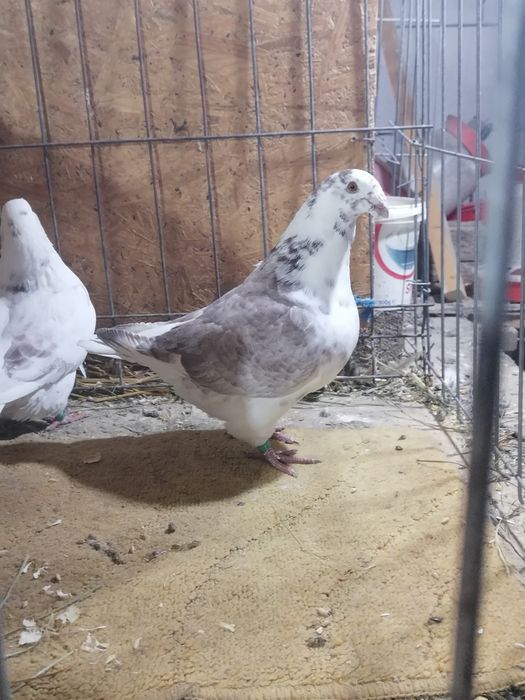 Porumbei american AGH