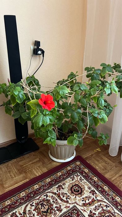 Гибискус многолетний