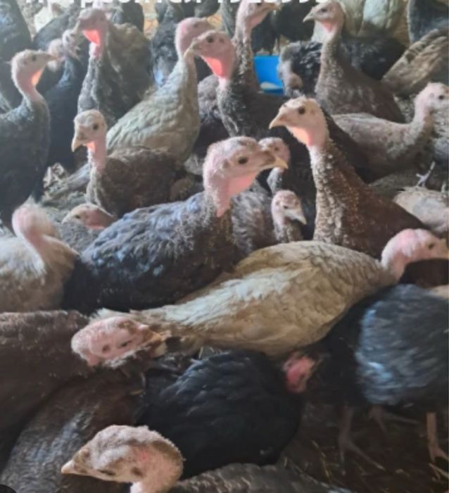 Бибета и малки прасенца изгодно