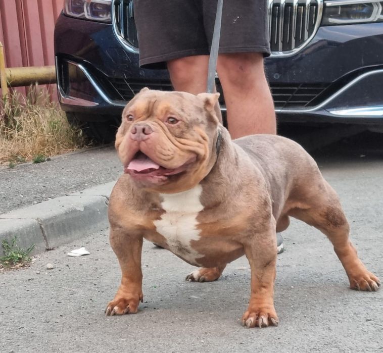 Mascul American Bully