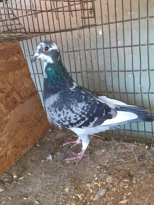 Vand o perechi de satineți  și un mascul de anul asta posta