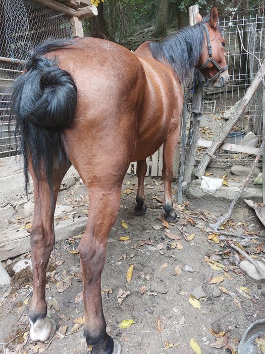 Vând iapa de 7 anii !