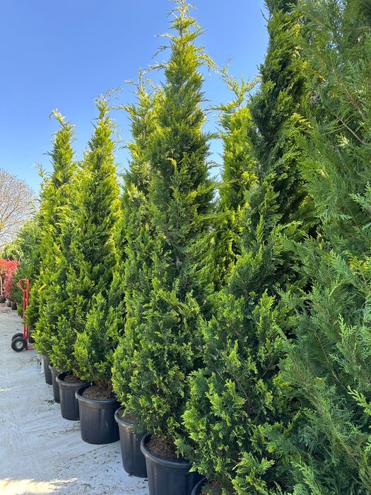 Leylandii, tuia, mesteacăn, tuia la preț de producător