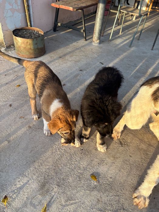 Кучетата се подаряват!