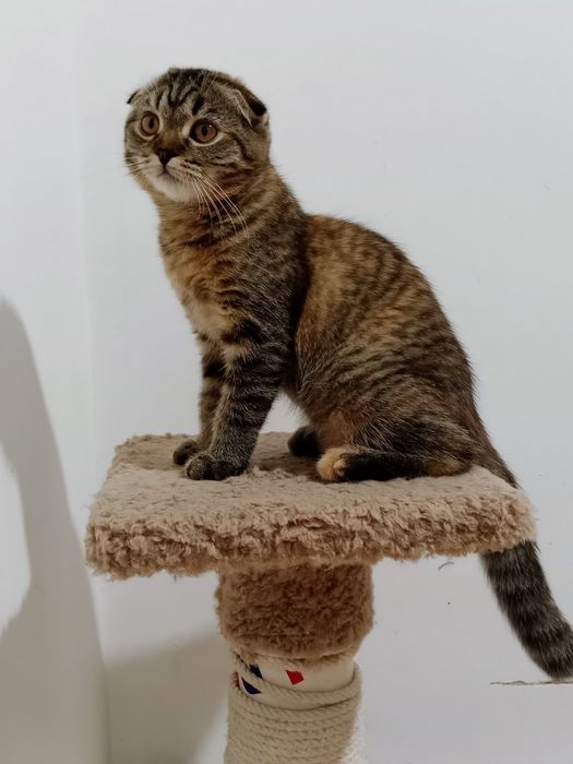 Разные котята Скоттиш фолд и Страйт