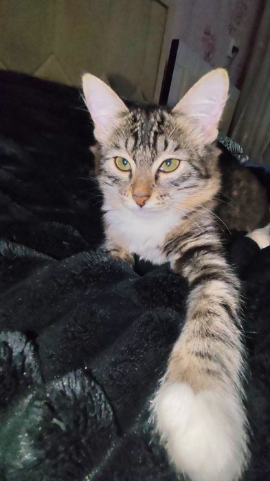 Котёнок-девочка отдам даром