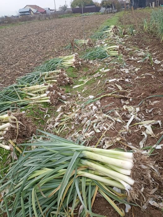 Praz de vanzare 3000buc