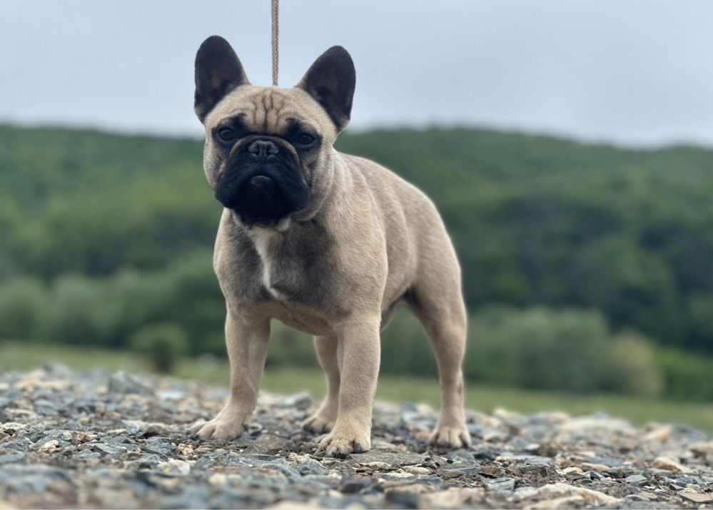 Bulldog francez fci