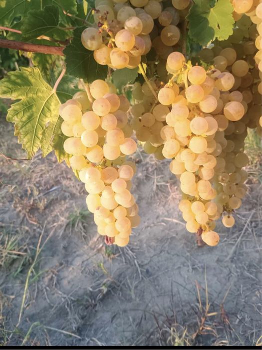 Vand struguri de vin productie 2025 sibiu