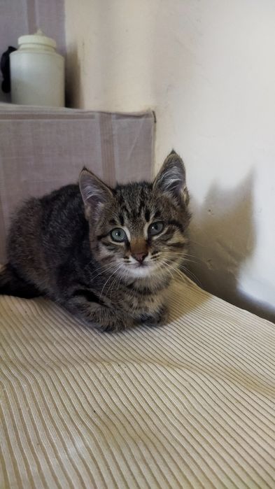 Котёнок в хорошие руки :)