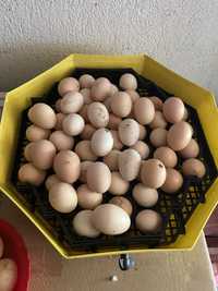 Ouă din rasa pestrițe/porumbace găini mari de țară rasă grea