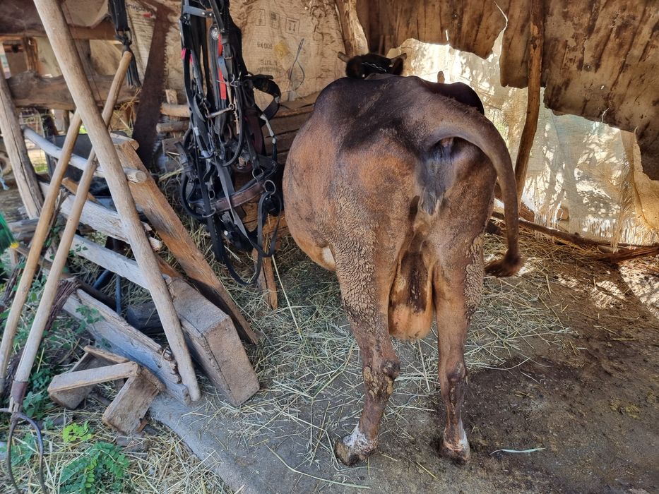 Vând vacă gestantă