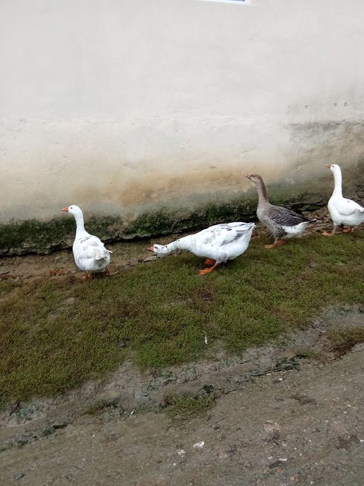 Gâște de vanzare