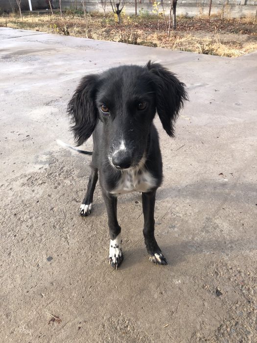 Продам тазы 50000 тг