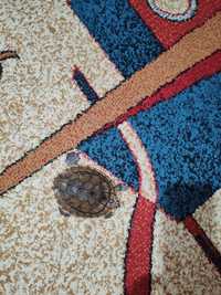 Broasca țestoasă cu accesorii