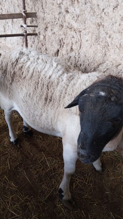 Продам Баранов Срочно!