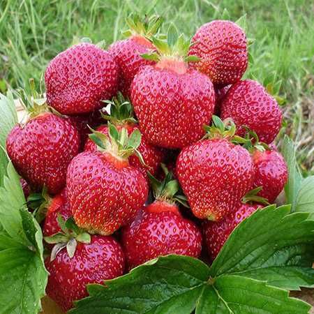 Промоция ФАНТАСТИЧЕН РАЗСАД Малини и Ягоди от Производител