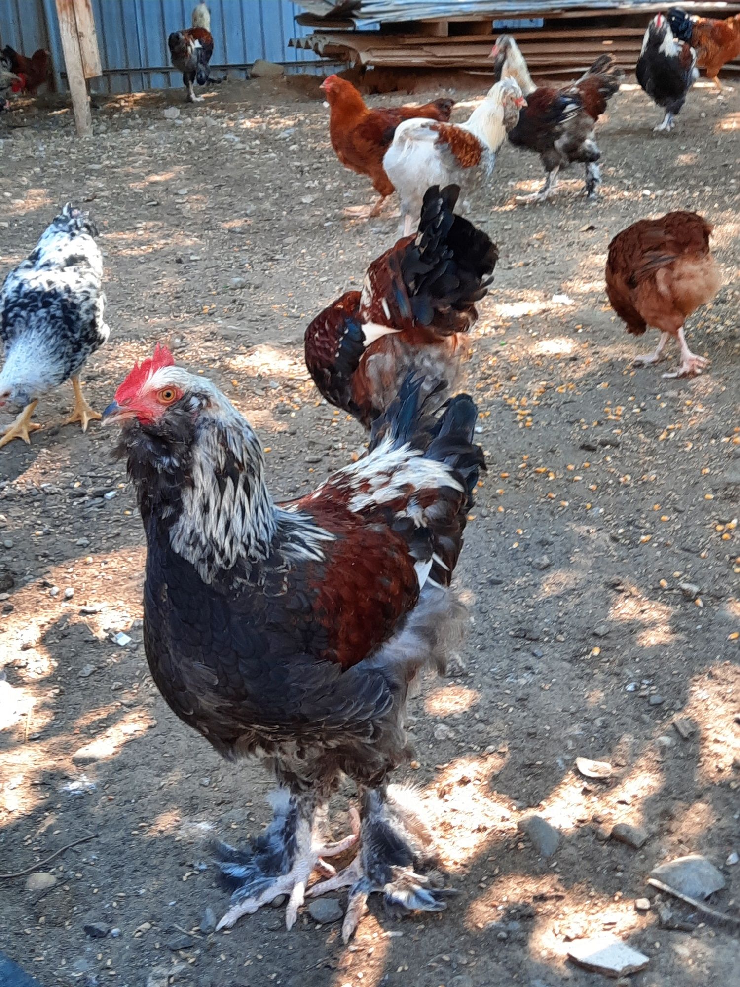 Păsări de vânzare.