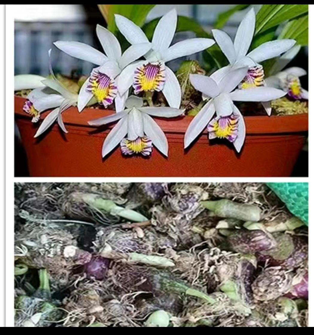 Мини орхидея, Плейоне, Pleione limprichtii
Растение