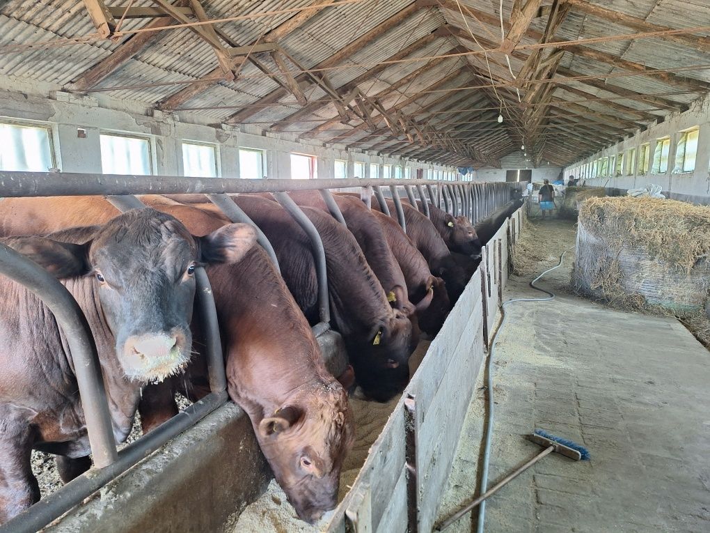 Vând tauri Red Angus
