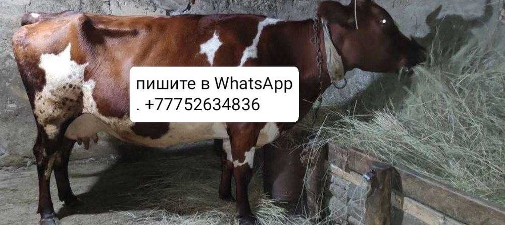 Продам молочную корову