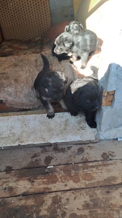 Подарявам кученцата