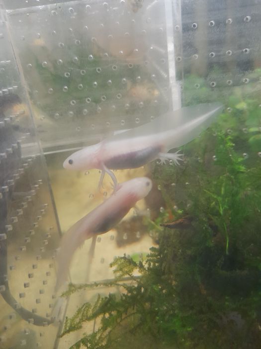 Pui axolotl 6-7 cm