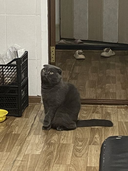 Отдам кота в хорошие руки бесплатно