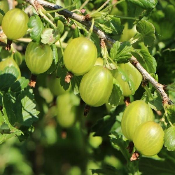 Arbusti Fructiferi soiuri de agris alb