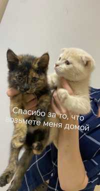 Котята бесплатно