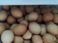 Ouă de găină bio
