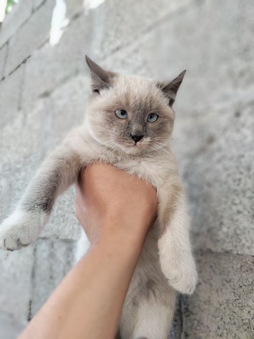 Продаются котята сиамские и страйт