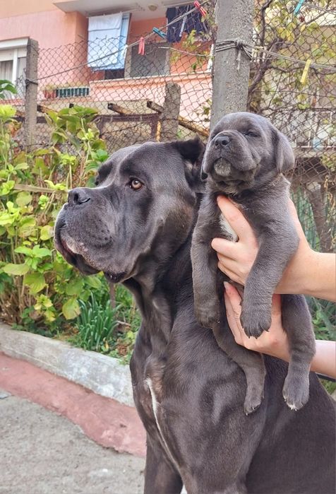 Кане корсо свободни бебета