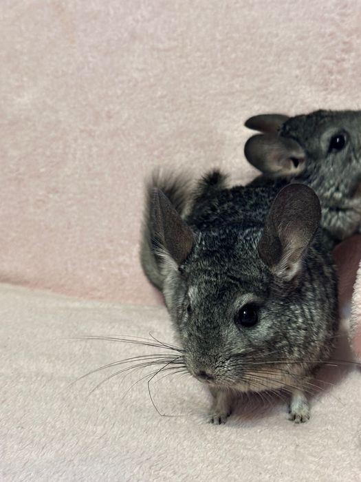 Chinchila diferite nuanțe