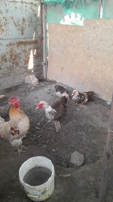 Продам уток домашних