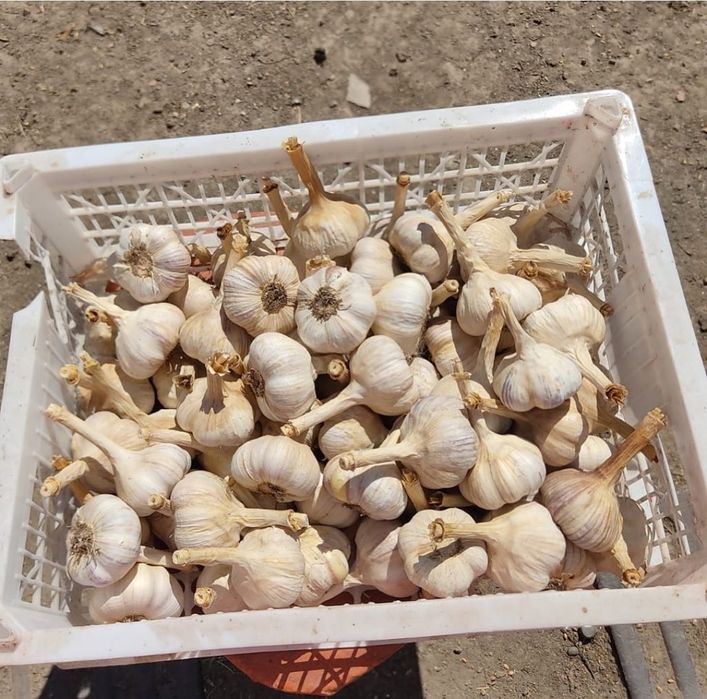 Яровой чеснок домашний