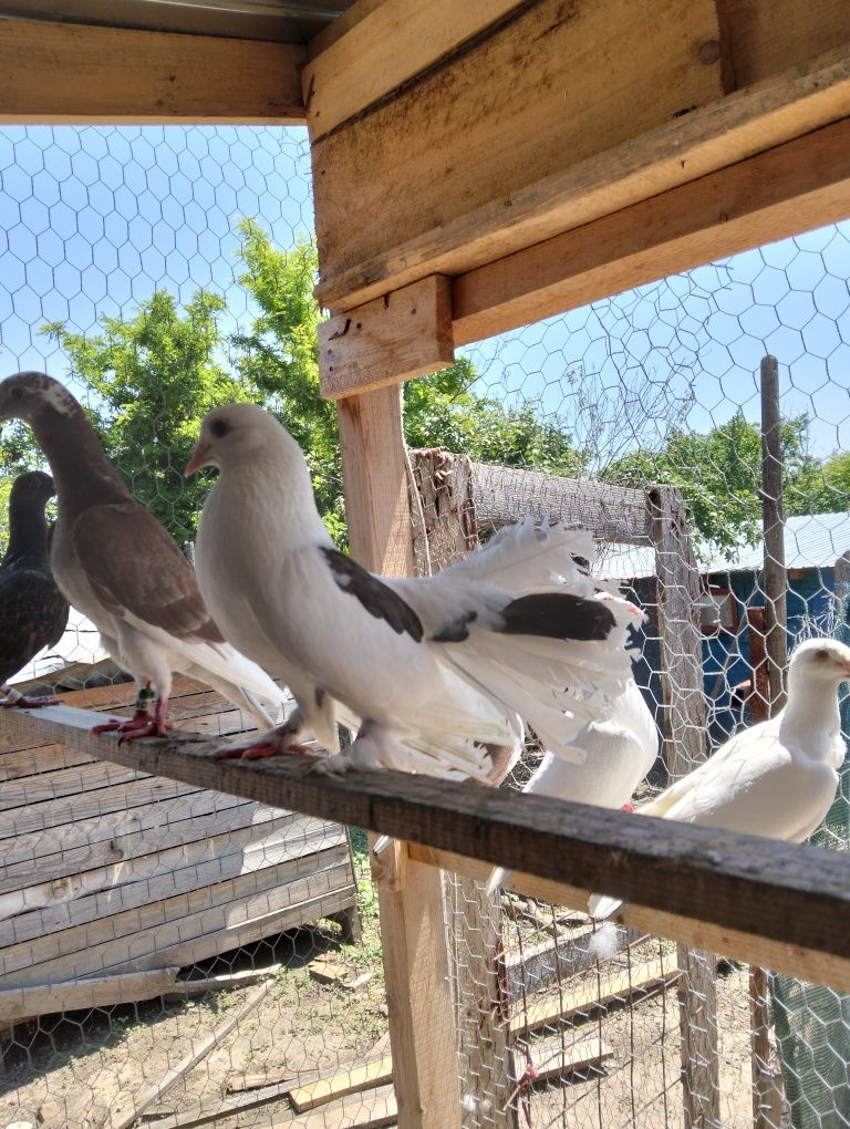 Schimb mascul voltați