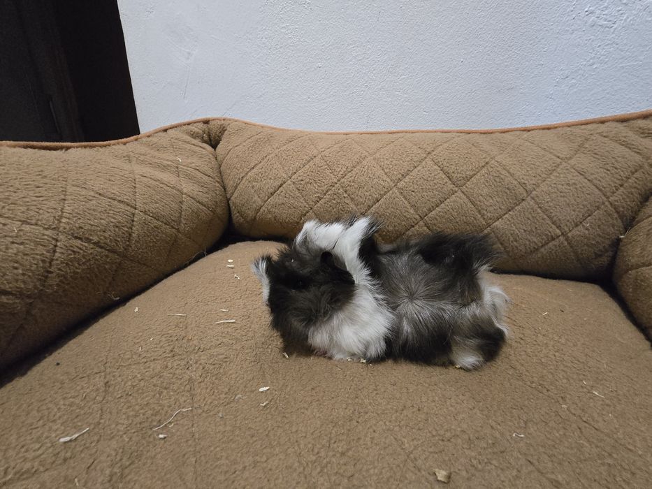 Porcusori de guineea