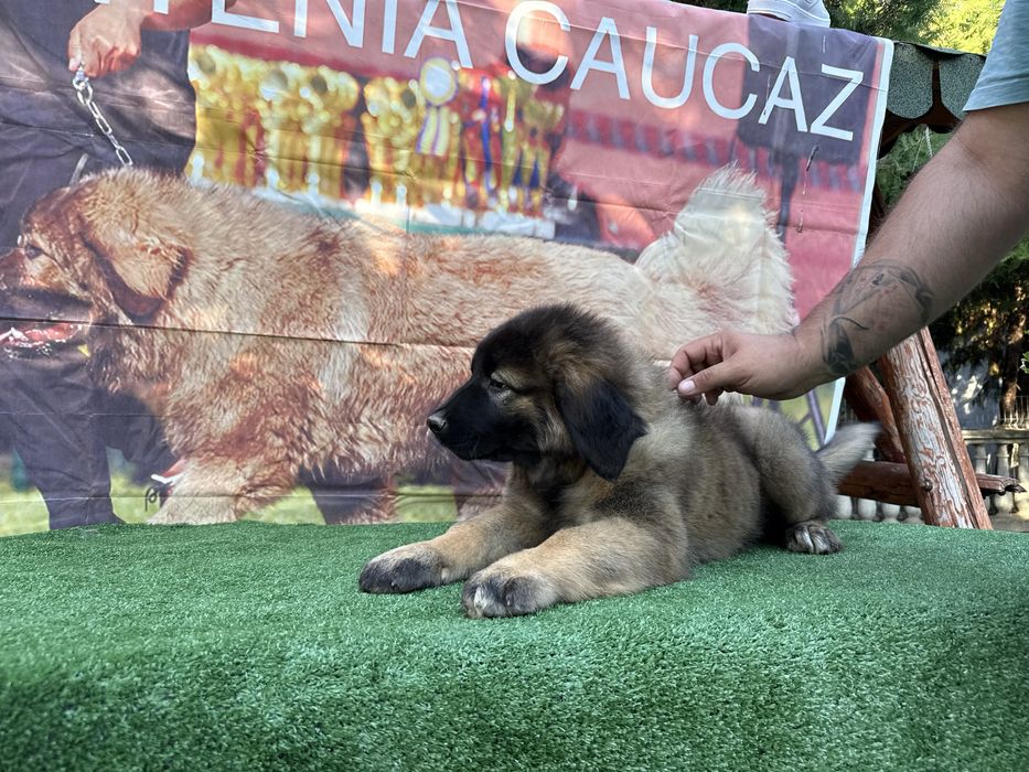 Femela ciobanesc caucazian