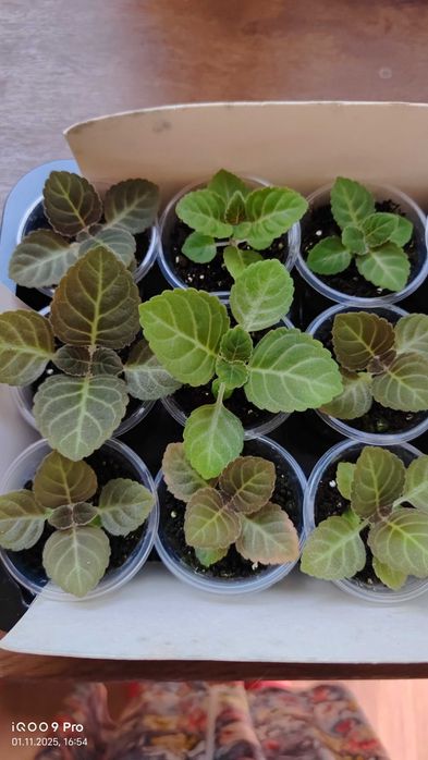 Глоксинии сеянцы