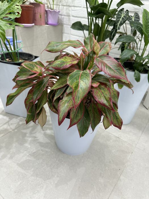 Комнатные растения доя дома и офиса.