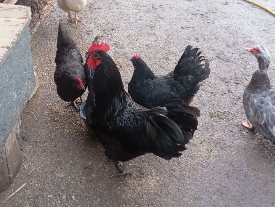 vand oua pentru incubat gaina  australop, susex, rate Pekin si leșești