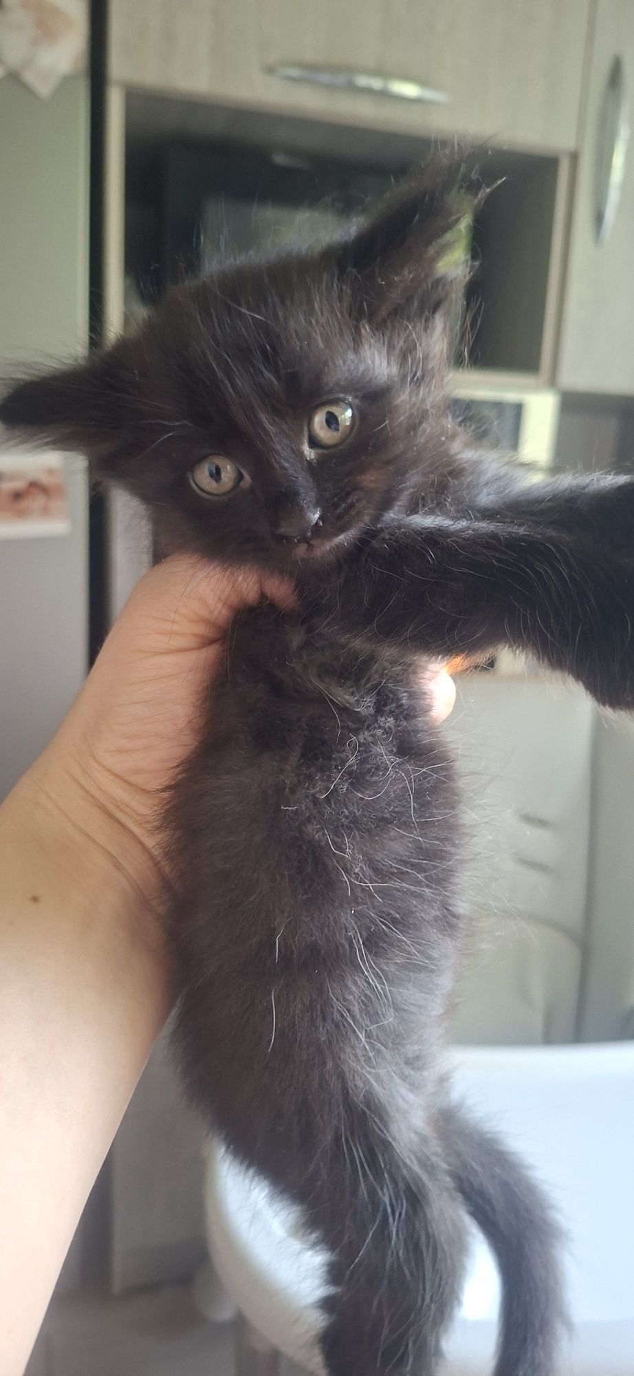 Отдам котят в добрые руки