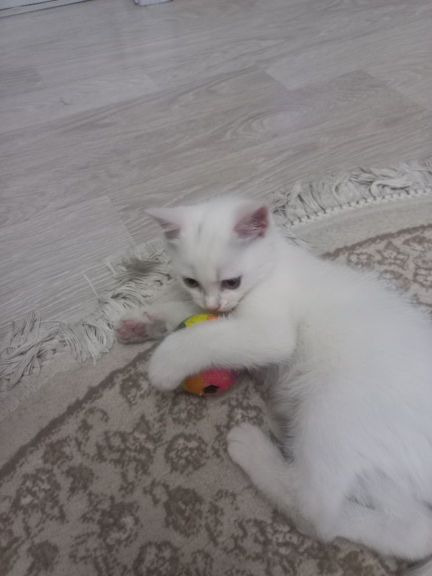 Котёнок страйт  продам  100000